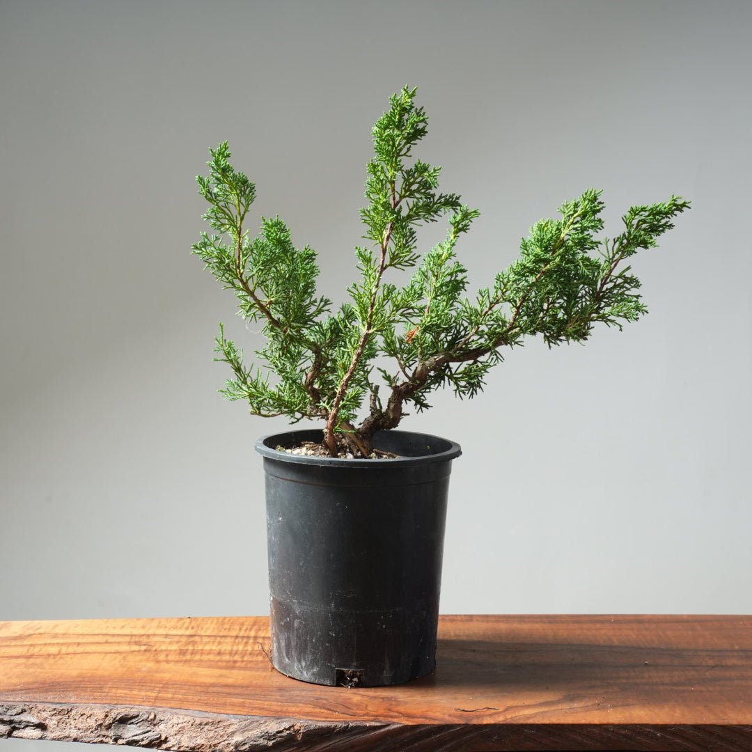 One - Gallon Kishu Juniper Bonsai 617 - Bonsaify