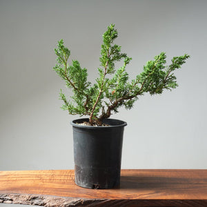 One - Gallon Kishu Juniper Bonsai 617 - Bonsaify