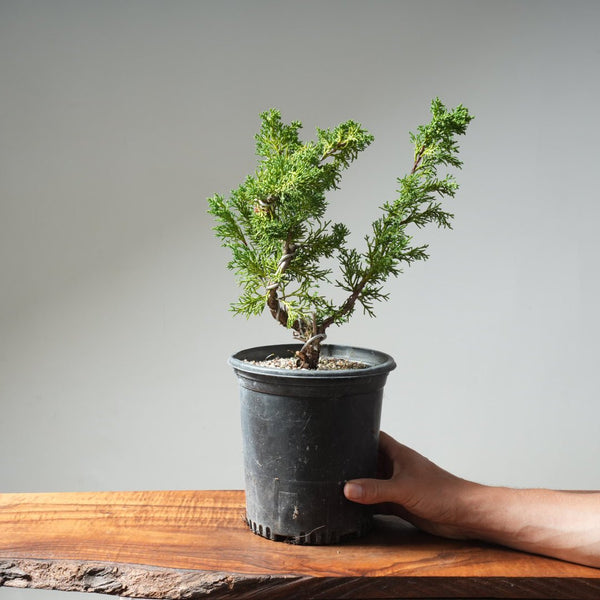 One - Gallon Kishu Juniper Bonsai 618 - Bonsaify