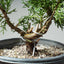 One - Gallon Kishu Juniper Bonsai 618 - Bonsaify