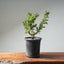 One - Gallon Kishu Juniper Bonsai 618 - Bonsaify