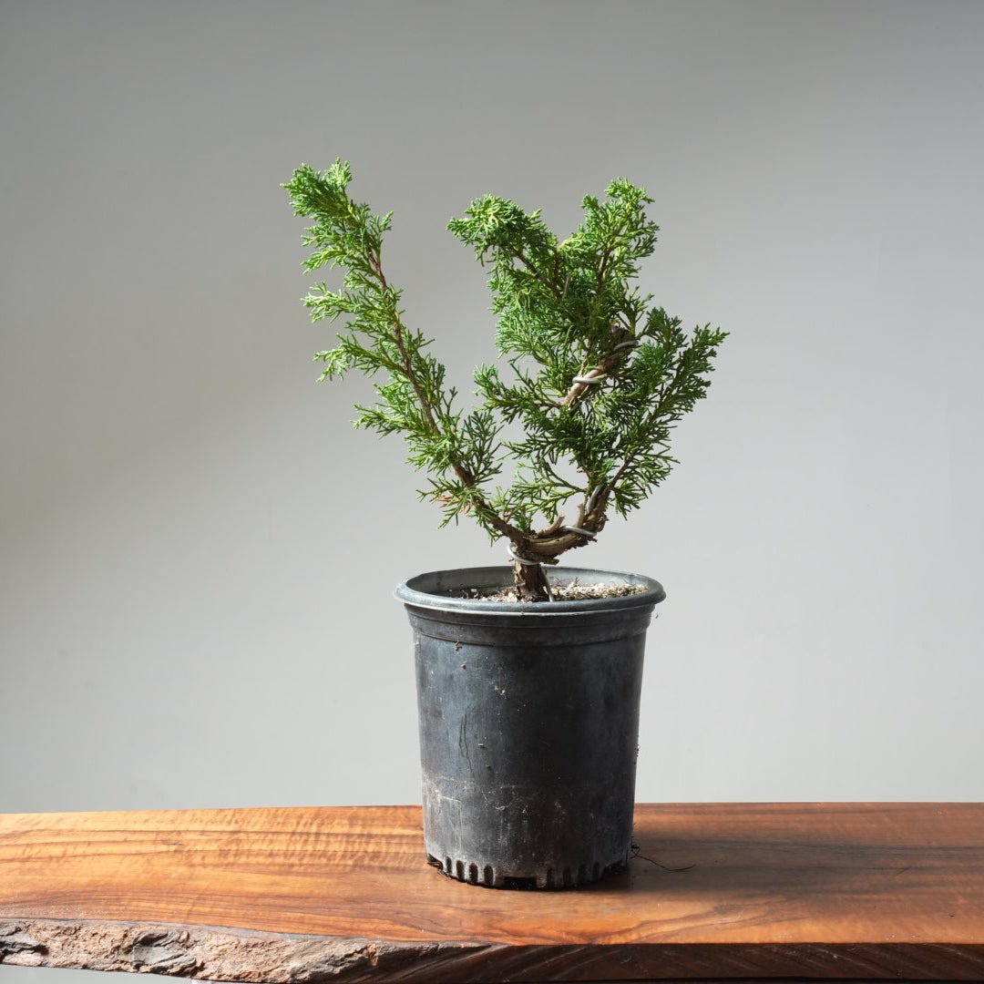 One - Gallon Kishu Juniper Bonsai 618 - Bonsaify