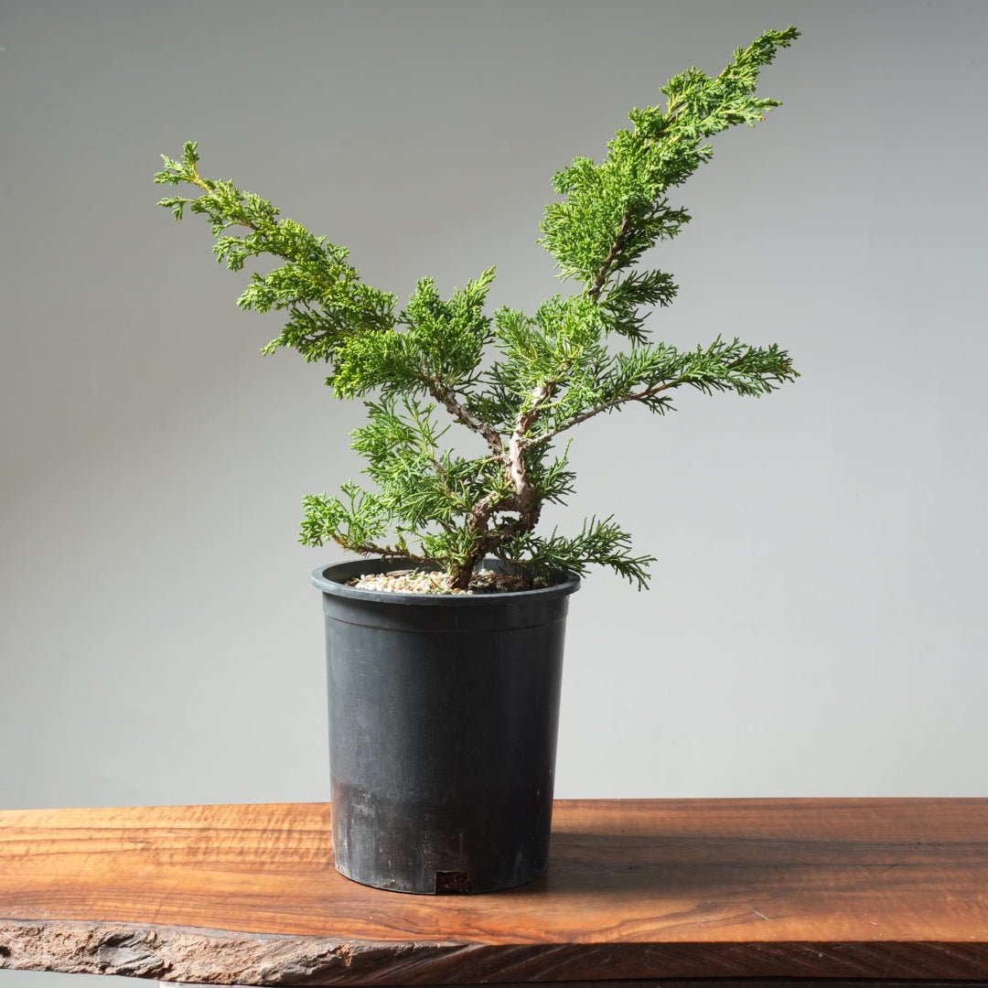 One - Gallon Kishu Juniper Bonsai 619 - Bonsaify