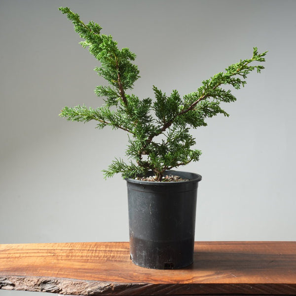 One - Gallon Kishu Juniper Bonsai 619 - Bonsaify