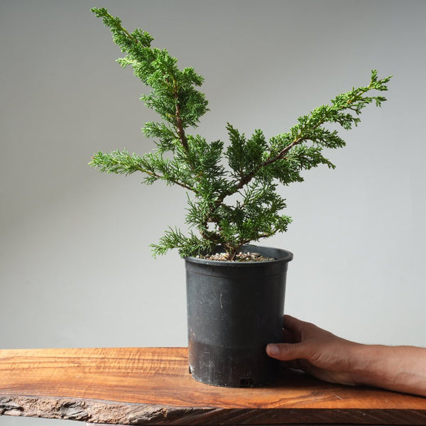 One - Gallon Kishu Juniper Bonsai 619 - Bonsaify