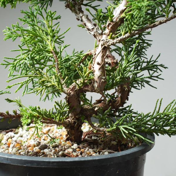 One - Gallon Kishu Juniper Bonsai 619 - Bonsaify