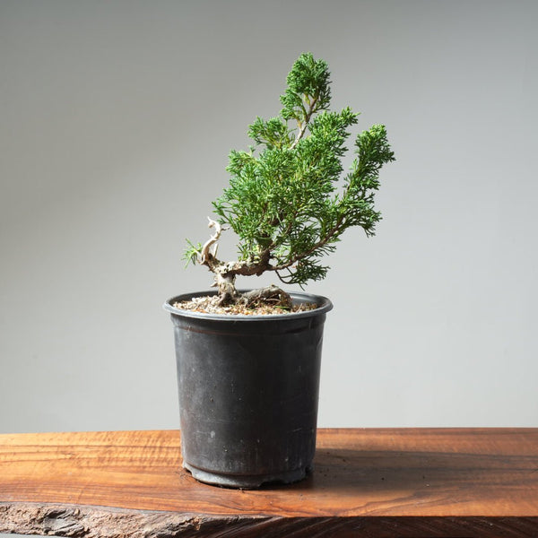 One - Gallon Kishu Juniper Bonsai 620 - Bonsaify