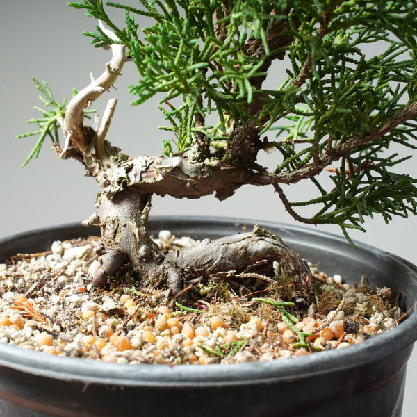 One - Gallon Kishu Juniper Bonsai 620 - Bonsaify