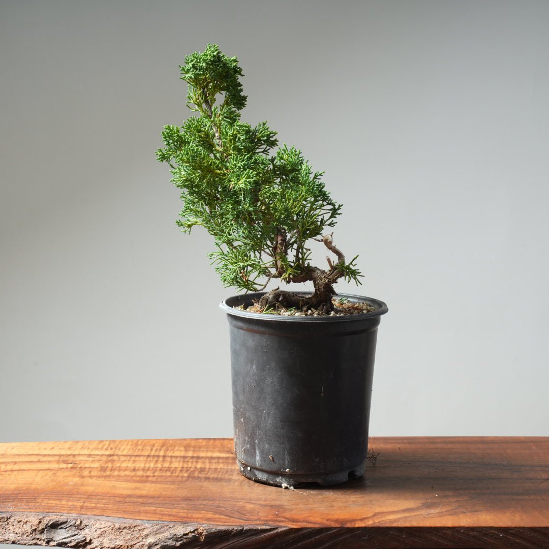 One - Gallon Kishu Juniper Bonsai 620 - Bonsaify