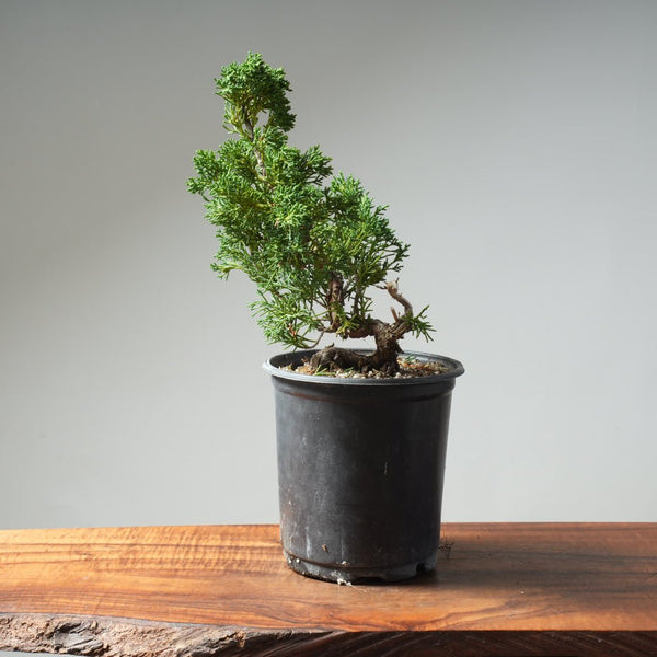 One - Gallon Kishu Juniper Bonsai 620 - Bonsaify