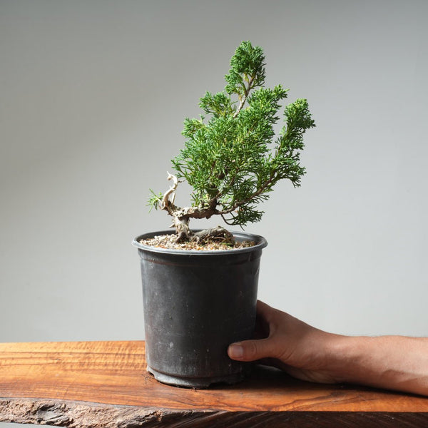 One - Gallon Kishu Juniper Bonsai 620 - Bonsaify