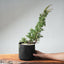 One - Gallon Kishu Juniper Bonsai 700 - Bonsaify