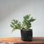 One - Gallon Kishu Juniper Bonsai 701 - Bonsaify