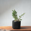 One - Gallon Kishu Juniper Bonsai 702 - Bonsaify