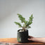 One - Gallon Kishu Juniper Bonsai 703 - Bonsaify
