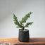 One - Gallon Kishu Juniper Bonsai 703 - Bonsaify