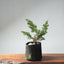 One - Gallon Kishu Juniper Bonsai 703 - Bonsaify