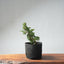 One - Gallon Kishu Juniper Bonsai 705 - Bonsaify