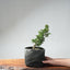 One - Gallon Kishu Juniper Bonsai 705 - Bonsaify