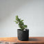 One - Gallon Kishu Juniper Bonsai 705 - Bonsaify