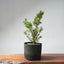 One - Gallon Kishu Juniper Bonsai 706 - Bonsaify