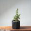 One - Gallon Kishu Juniper Bonsai 707 - Bonsaify