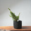 One - Gallon Kishu Juniper Bonsai 709 - Bonsaify