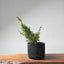 One - Gallon Kishu Juniper Bonsai 709 - Bonsaify