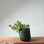 One - Gallon Kishu Juniper Bonsai 710 - Bonsaify
