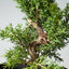 One - Gallon Kishu Juniper Bonsai 711 - Bonsaify