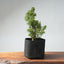 One - Gallon Kishu Juniper Bonsai 711 - Bonsaify