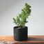 One - Gallon Kishu Juniper Bonsai 711 - Bonsaify