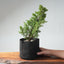 One - Gallon Kishu Juniper Bonsai 711 - Bonsaify