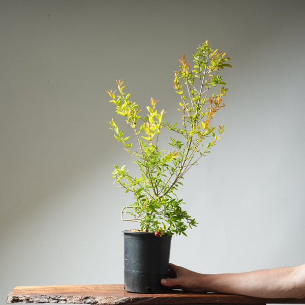 One Gallon Pomegranate Bonsai 357 - Bonsaify