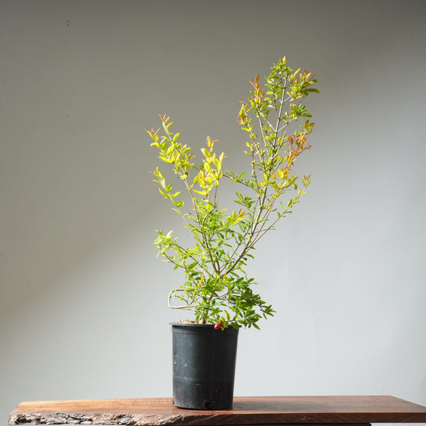 One Gallon Pomegranate Bonsai 357 - Bonsaify