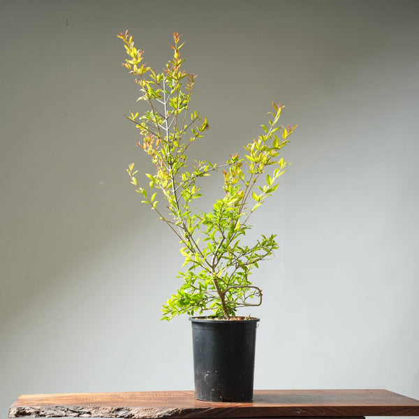 One Gallon Pomegranate Bonsai 357 - Bonsaify