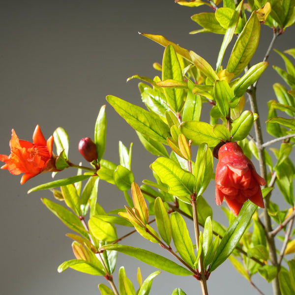 One Gallon Pomegranate Bonsai 357 - Bonsaify