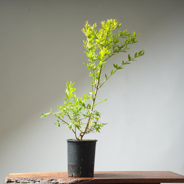 One Gallon Pomegranate Bonsai 360 - Bonsaify