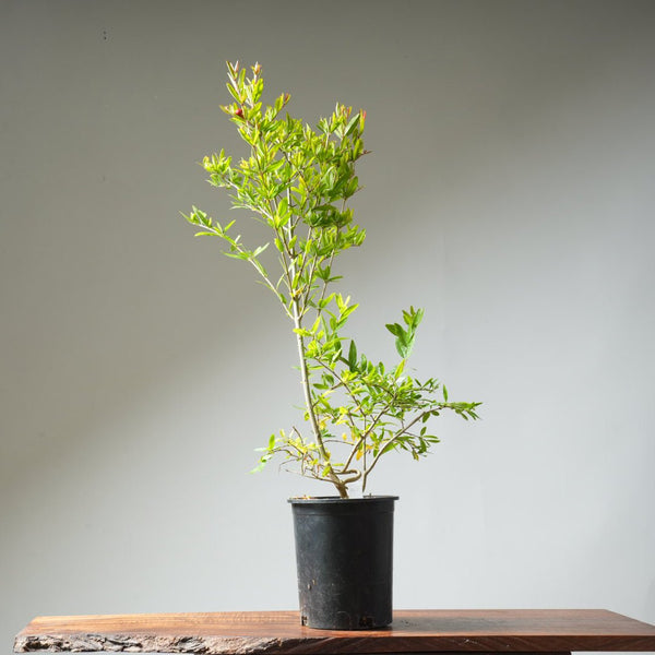 One Gallon Pomegranate Bonsai 360 - Bonsaify