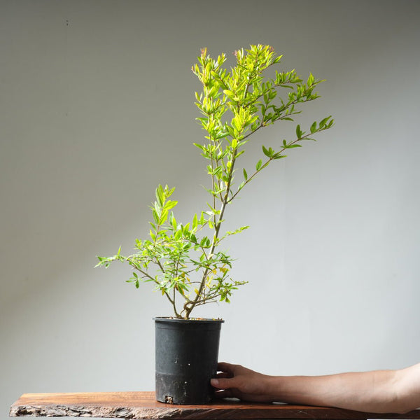 One Gallon Pomegranate Bonsai 360 - Bonsaify