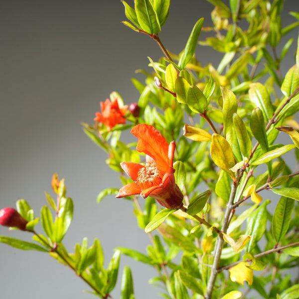 One Gallon Pomegranate Bonsai 360 - Bonsaify