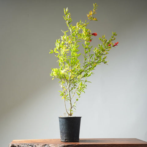 One Gallon Pomegranate Bonsai 362 - Bonsaify
