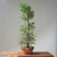 One-Gallon Santa Cruz Cypress 1121 - Bonsaify