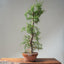 One-Gallon Santa Cruz Cypress 1121 - Bonsaify
