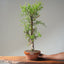 One-Gallon Santa Cruz Cypress 1122 - Bonsaify