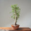 One-Gallon Santa Cruz Cypress 1122 - Bonsaify