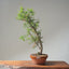 One-Gallon Santa Cruz Cypress 1122 - Bonsaify