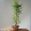 One-Gallon Santa Cruz Cypress 1123 - Bonsaify