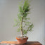 One-Gallon Santa Cruz Cypress 1123 - Bonsaify