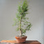One-Gallon Santa Cruz Cypress 1123 - Bonsaify